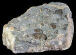 Ammonite Fossil (Promicroceras) Cluster - Somerset, England #63517-2